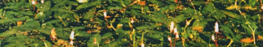 stałości). Według Tomaszewicza (1979) warstwa roślin zanurzonych w wodzie jest słabo rozwinięta w porównaniu z innymi fitocenozami zespołów o liściach pływających.