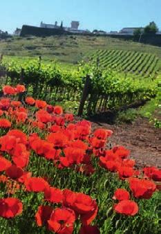 Monte da Serra 9,99 zł/but. (1,33 zł/100 ml) Portugalskie wina stołowe o delikatnym smaku i aromacie.