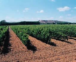 Obecnie prym wiodą 3 apelacje: Toro, Rueda i Ribera del Duero. Tę ostatnią tworzą winnice położone w dolinie rzeki Duero, na wysokości około 800 m n.p.m. Latem temperatury w ciągu dnia dochodzą tam do 35 C, a w nocy gwałtownie spadają.