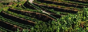 Chwilę później rozpoczyna swój portugalski bieg przez Tejo, użyczając także swojego imienia leżącemu na południe Alentejo.