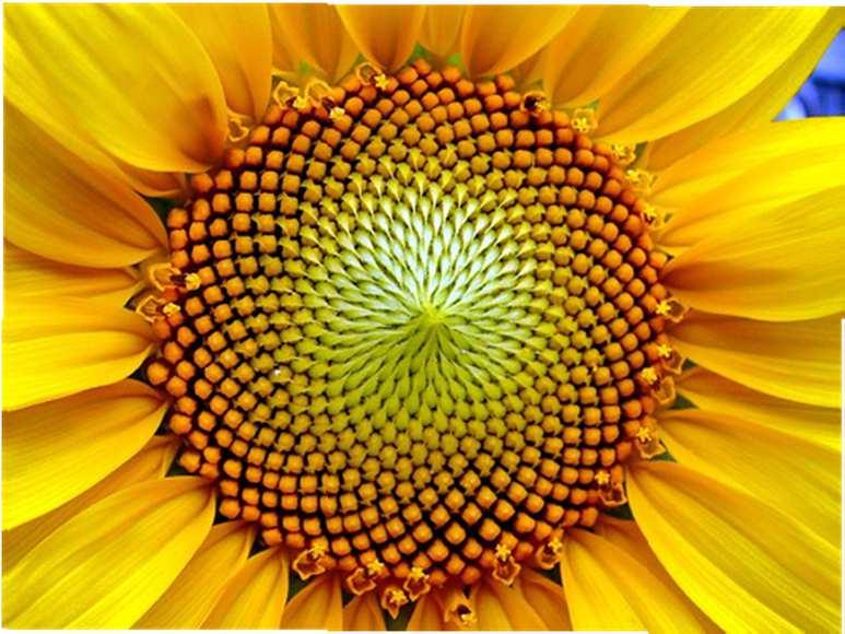 Ciąg Fibonacciego Ciąg Fibonacciego ma zastosowanie w geometrii pokrycie płaszczyzny kwadratami będącymi n-tym wyrazem ciągu.