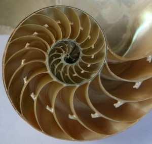 Gdyby spojrzeć na muszlę łodzika (morskiego mięczaka) w przekroju: widać, że ułożona jest spiralnie i zbudowana z szeregu komór, z których