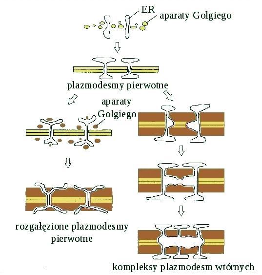 Powstawanie i