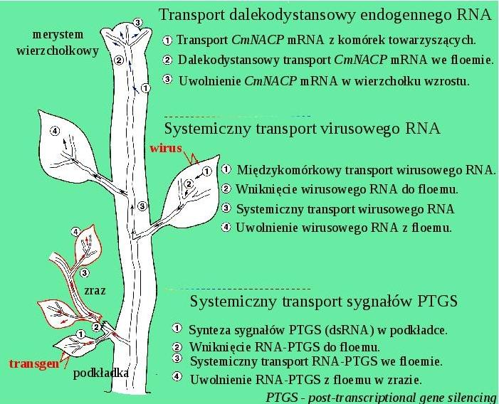 Transport RNA we floemie