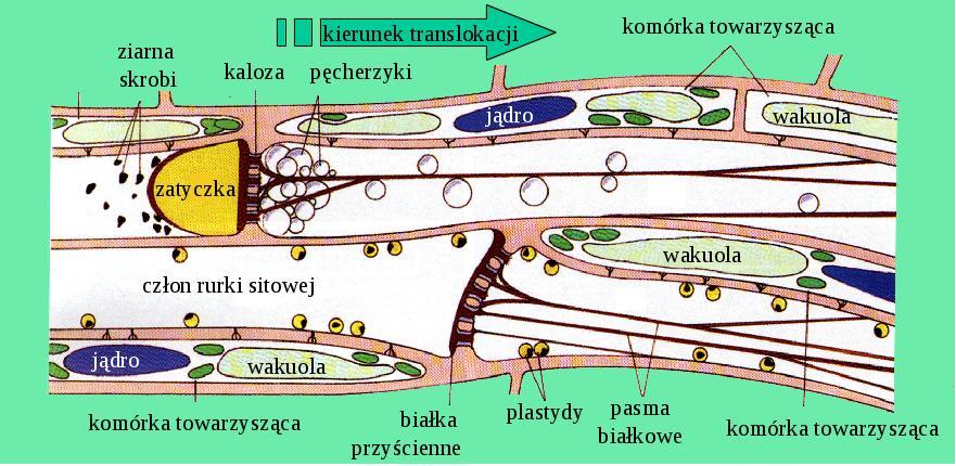 Mechanizmy obronne floemu