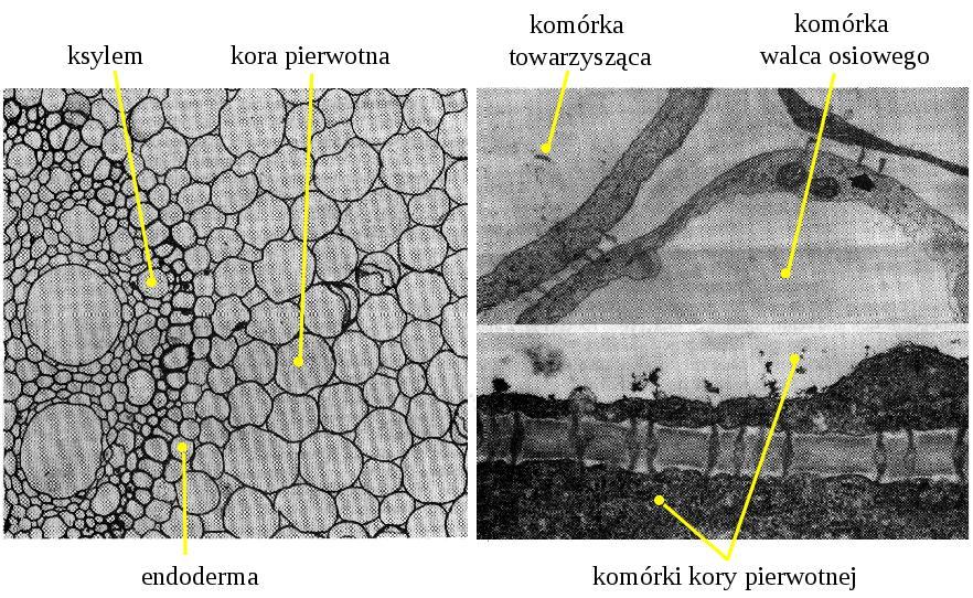 Rozładowanie floemu w
