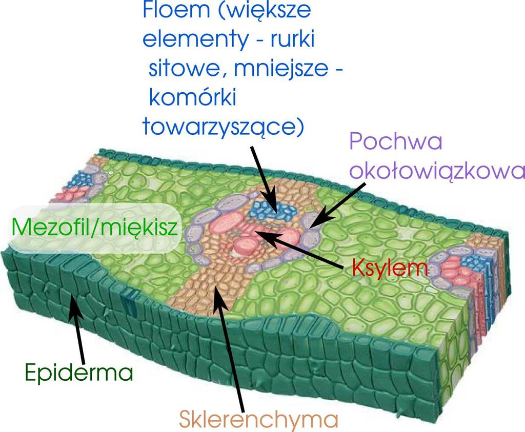 Budowa wiązki