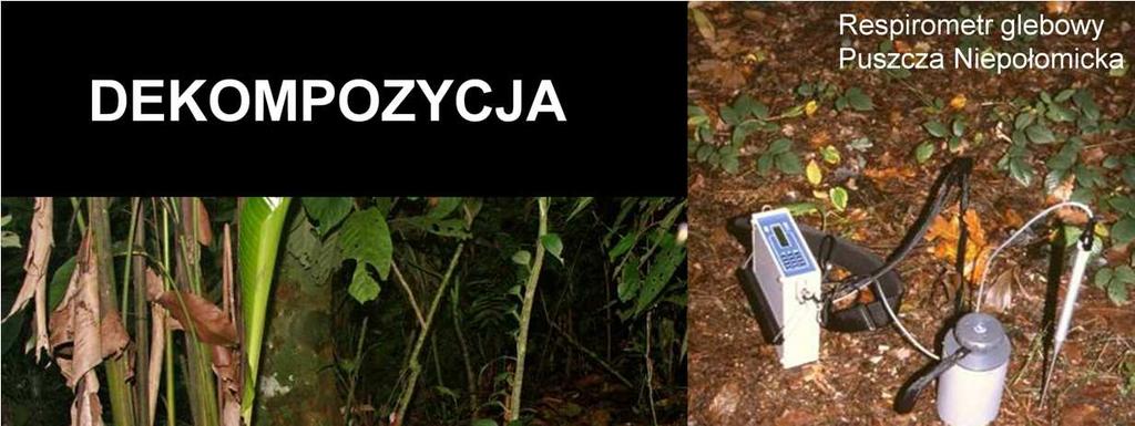 Drugim procesem, kształtującym lokalne ekosystemy, jest dekompozycja.
