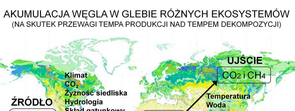 Bilans węgla w glebie moŝna przedstawić następująco: źródłem glebowego węgla (który moŝe występować w postaci rozpuszczonych związków organicznych DOC, lub nieorganicznych DIC, lub jako cząstek