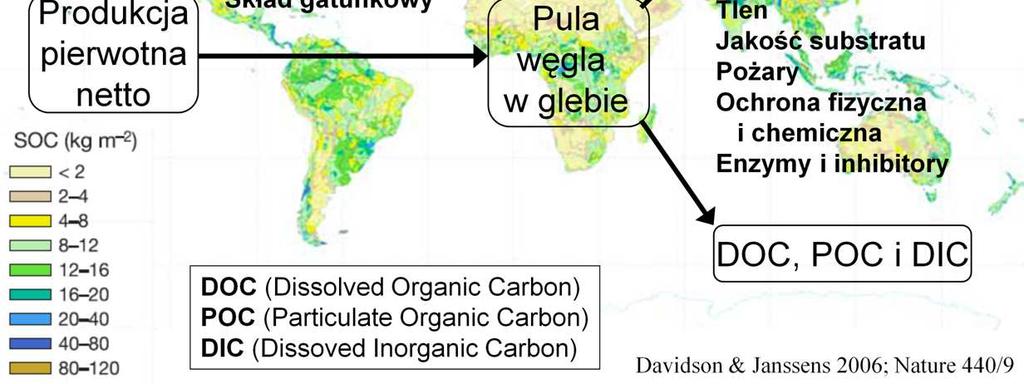 Węgiel opuszcza pulę glebową, głównie jako CO 2, w niewielkiej części jako CH 4, w tempie zaleŝnym od temperatury, dostępności wody, tlenu, jakości substratu, poŝarów, zabezpieczenia biomasy przed