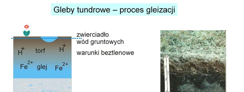 Tundra występuje tam, gdzie jest b., krótki okres wegetacyjny, przez większość roku panują niskie temperatury, jest stosunkowo duŝo opadów.
