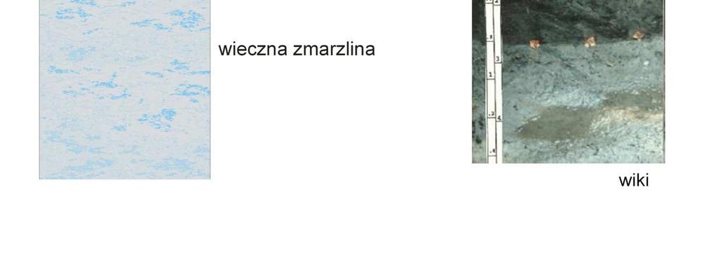 PodłoŜe jest stale przez cały rok zamarznięte, (wieczna zmarzlina), w okresie wegetacyjnym taje tylko cienka warstwa powierzchniowa.