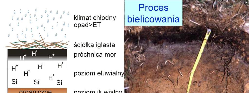 Proces bielicowy: zachodzi w rejonach, gdzie ilość opadów jest większa od ewapotranspiracji, zatem nadmiar wody przepływa przez podłoŝe i uchodzi do wód gruntowych i dalej do rzek.