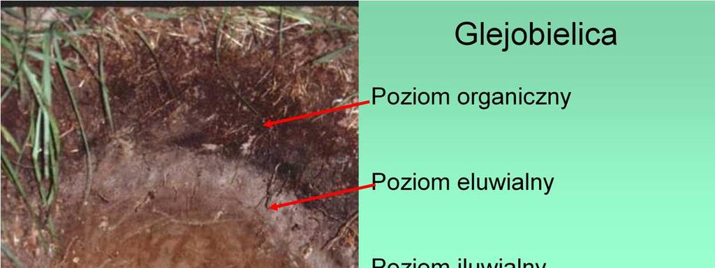 Gleby bielocowe mogą mieć róŝne odmiany.