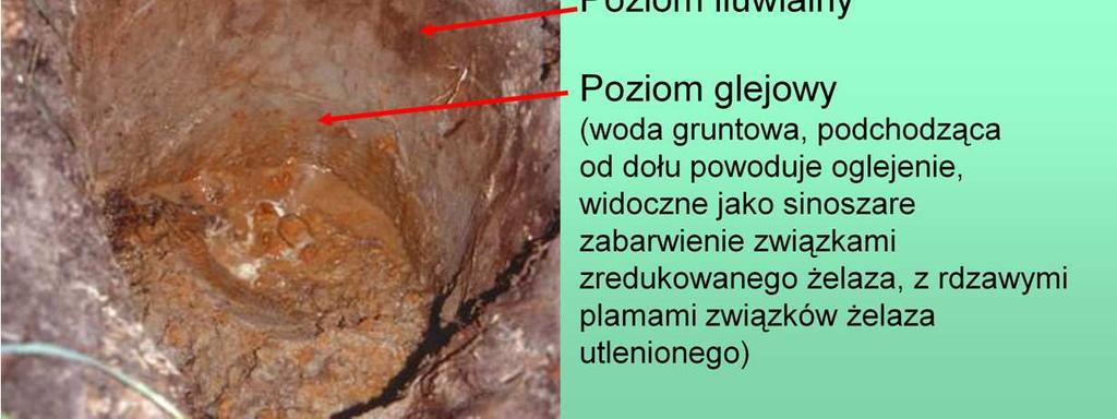 sięgać 1 metra.
