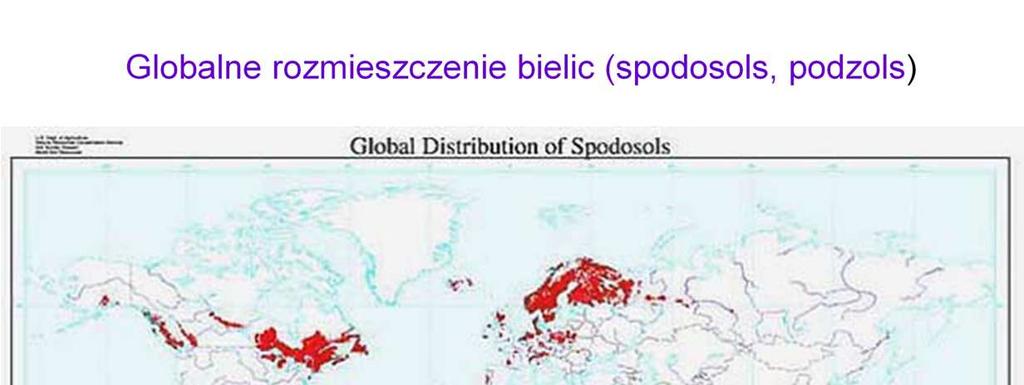 Gleby bielicowe