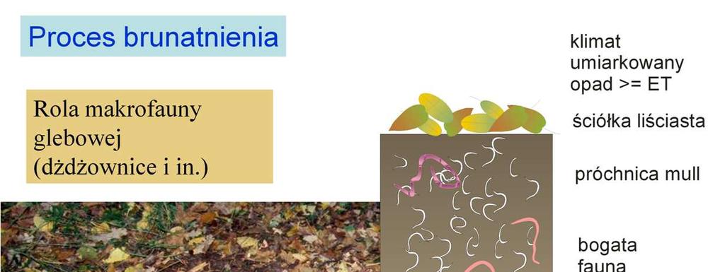 Proces brunatnienia w sezonowym klimacie umiarkowanym, w obszarach porośniętych lasami liściastymi.