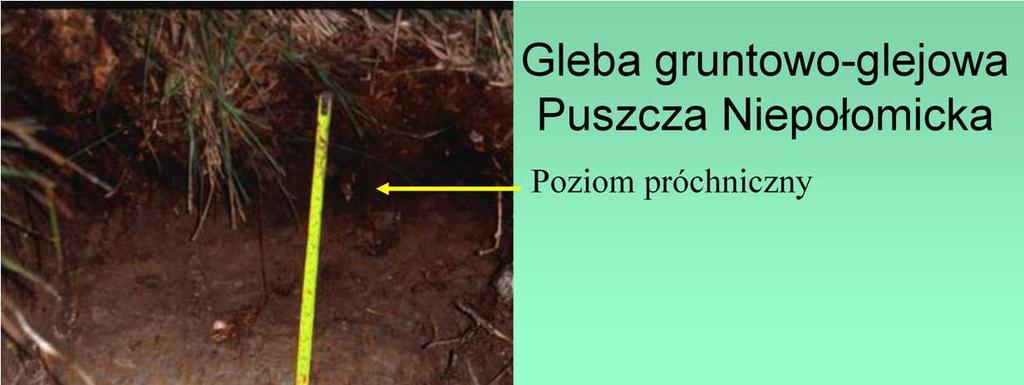 Nieco zbliŝone do brunatnych są gleby