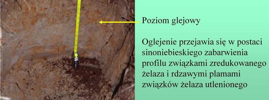 wysokim i zmiennym poziomie wód