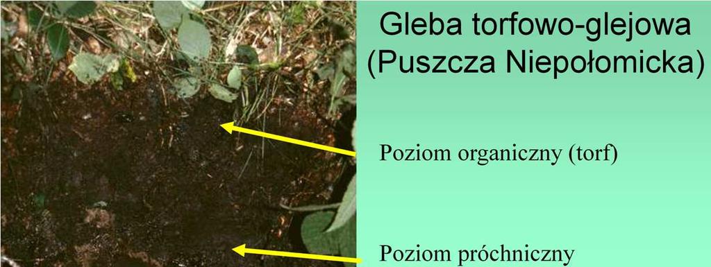 W tym samym klimacie lokalnie mogę występować gleby organiczne, w których na