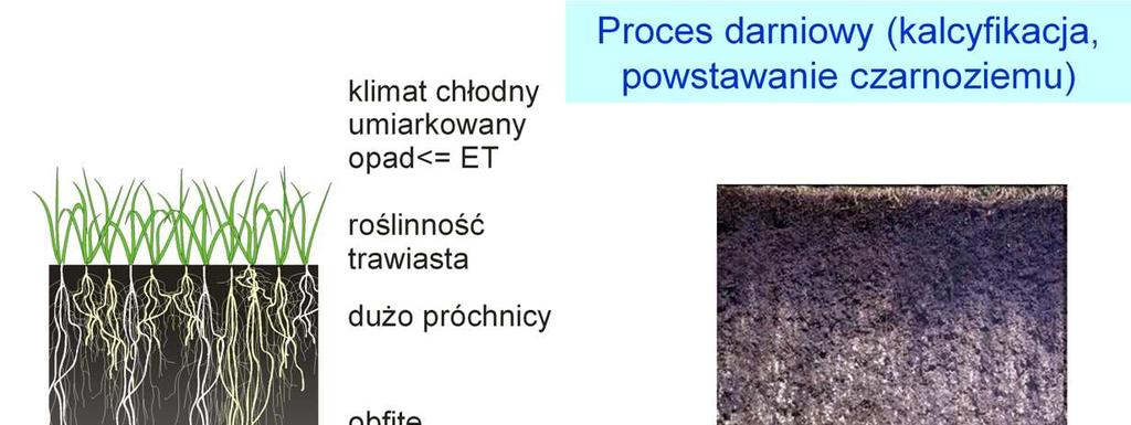 Proces darniowy (kalcyfikacja, powstawanie czarnoziemu).