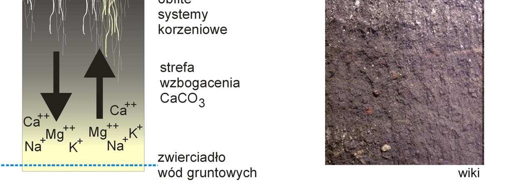 W okresie wegetacyjnym produkcja pierwotna jest wysoka, znaczna jej część trafia od razu pod ziemię (systemy korzeniowe) Zwierciadło wód gruntowych jest nisko, ale sezonowo się podnosi, dzięki temu