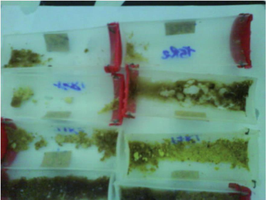 Journal of Apicultural Science 39 Fig. 1. Remnants of the supplements provided during the lifespan test envelopes and left in the incubator at 32-35ºC and at 70% relative humidity until to emerge.