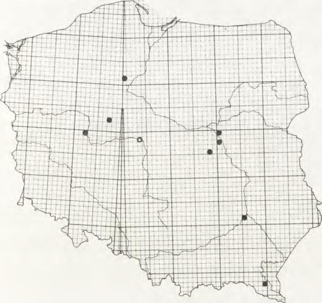Archanara geminipuncta gatunek ten jako imagines obserwowany był jedynie w dwóch okazach, odłowionych w Kole 19 VIII 1985 r. na przynętę zapachow ą.