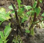 2. CHOROBY BAKTERYJNE Czarna nóżka (Erwinia carotovora ssp. atroseptica) Objawy. Na roślinach to czarno gnijące podstawy łodyg, którym towarzyszy nieprzyjemny zapach oraz gnijące na mokro bulwy.