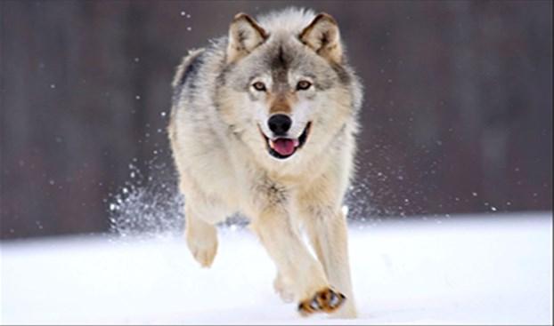 Wilk Szary (Canis lupus) ŚWIAT ZWIERZĄT Systematyka: Ten piękny okaz należy do gromady ssaków, rzędu drapieżnych i rodziny psowatych.