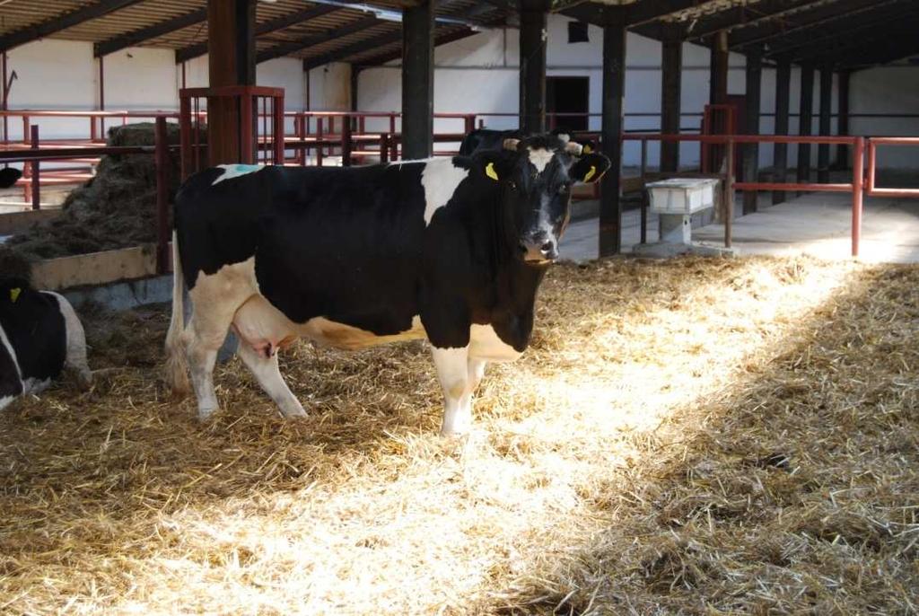 Organic farm of the National Research Institute of Animal Production in Chorzelów Polish Black-and-White cattle (fot. P. Wójcik) Fot.
