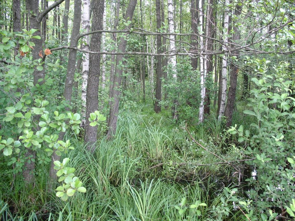 Borealna