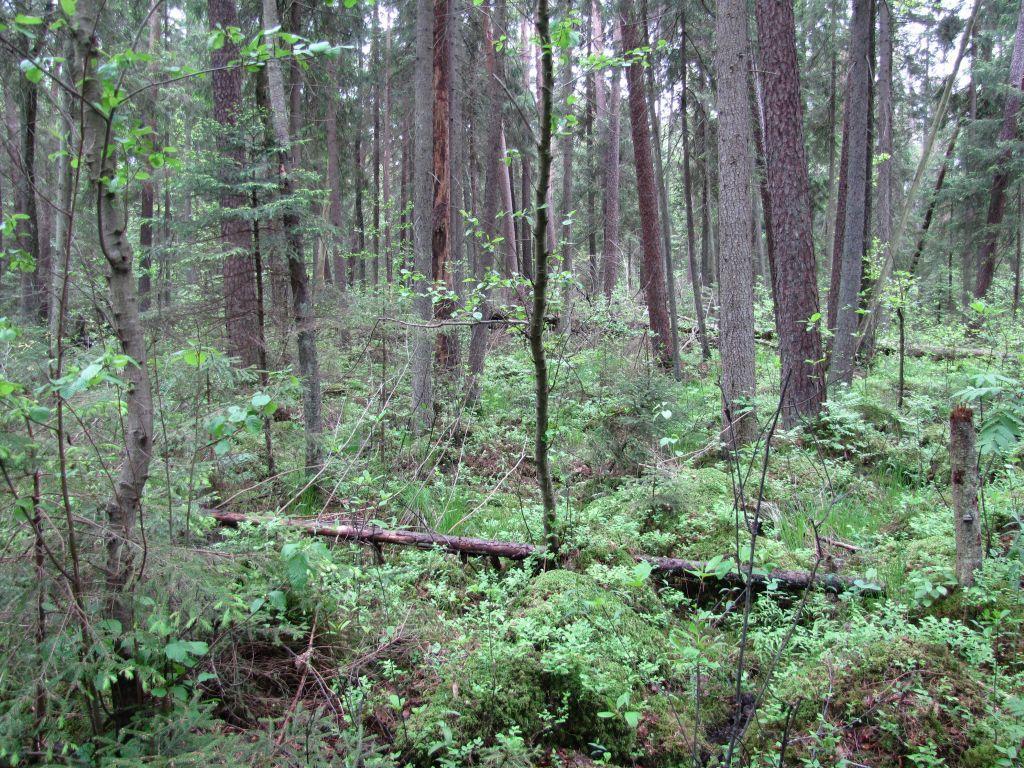 Borealna