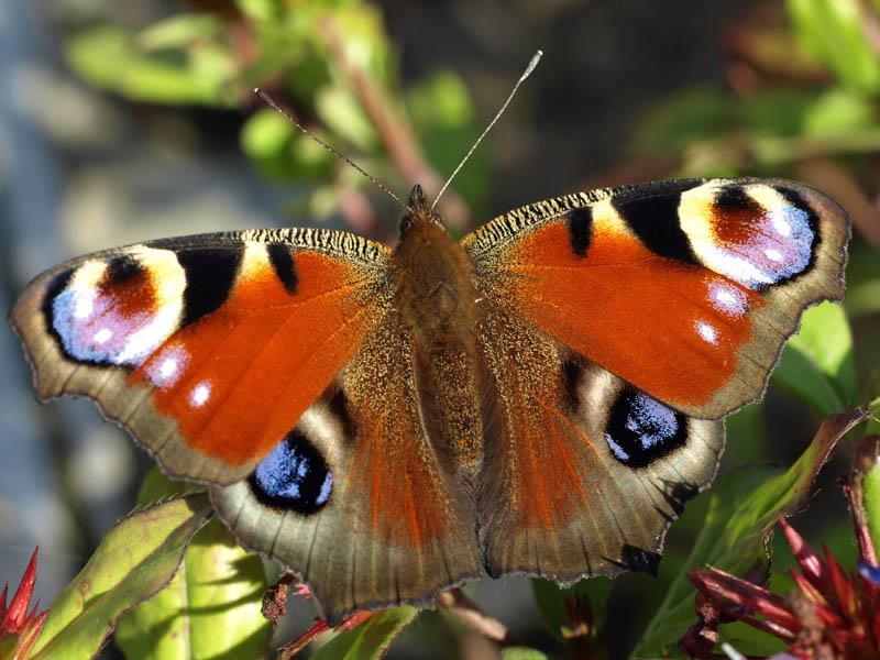 ) Pospolity gatunek motyla, występuje w całej Polsce, gąsienice żyją na różnych roślinach z rodziny krzyżowych (Brassicaceae). 3. Bielinek kapustnik (Pieris brassicae L.