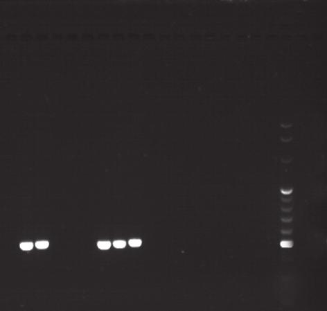 Occurrence of sharp eyespot in spring cereals grown in some regions of Poland 5 a b Fig.. Confirmation of R. cerealis (a) and R. solani (b) with a PCR assay CONCLUSIONS.