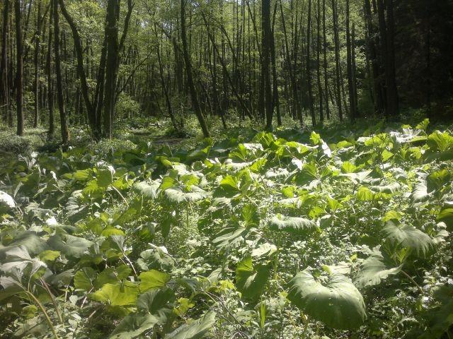 Ga leśniczówka Gawarzec; Kr Krzywe, tereny leśne w pobliżu Dyrekcj WPN, w tym śródleśne jeziorka dystroficzne zwane sucharami ; Li leśniczówka Lipowe; Ma łęg nad rzeką Maniówką niedaleko miejscowości