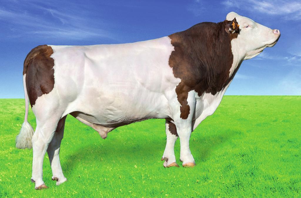 DOMBINATOR Urodzony: 2008-06-21, Hodowca: Import RADIOSO ISANGRIN NYMPHE UNIFLORE MASOLINO RICOREE FR7120118578 Produkcja Liczba : 295, Liczba stad: 269 Powtarzalność: 0,95 +39 +35 +29,0 +0,01-0,17