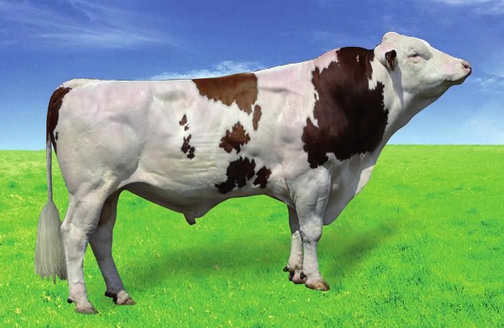 UROCHER Urodzony: 2003-08-28, Hodowca: Import MICMAC VERGLAS ENCLUME OMBRINE 2 EZOZO MANDOLINE FR3802607647 Produkcja Liczba : 10787, Liczba stad: 4903 Powtarzalność: 0,95 +18 +11 +26 +0,06 +0,23