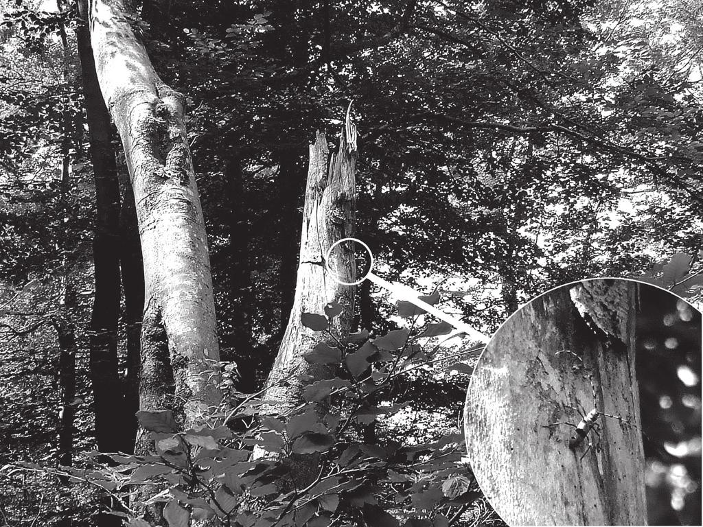 R. Gil, T. Olbrycht Nadobnica alpejska... 175 Ryc. 2. Osobnik nadobnicy alpejskiej Rosalia alpina zaobserwowany na zamierającym buku (fot. R. Gil). Fig. 2. An adult of Rosalia longicorn Rosalia alpina observed on declining beech (phot.