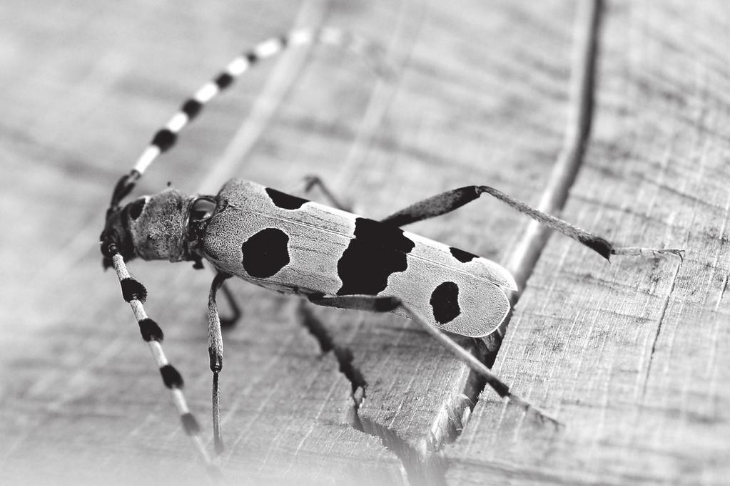 The male of Rosalia longicorn Rosalia alpina (phot. R. Gil). Ryc. 4.