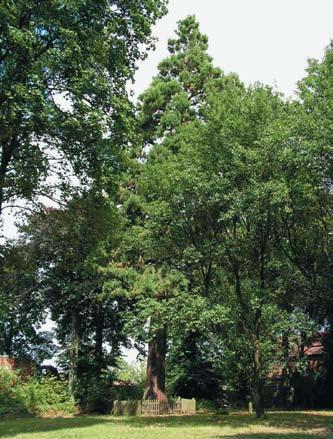 110 Aleksandra Stachak, Sylwia Jurzyk-Nordlöw, Małgorzata Nowakowska Górnym, Crataegus pedicellata i Sophora japonica we wsi Stoki, Aesculus flava w Dysznie, Cornus controversa w Kurzycku.