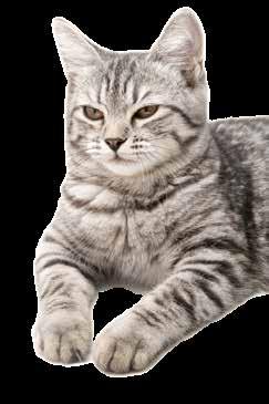 120 ZABAWKI 383053 381117 383054 383055 381119 Nr kat.