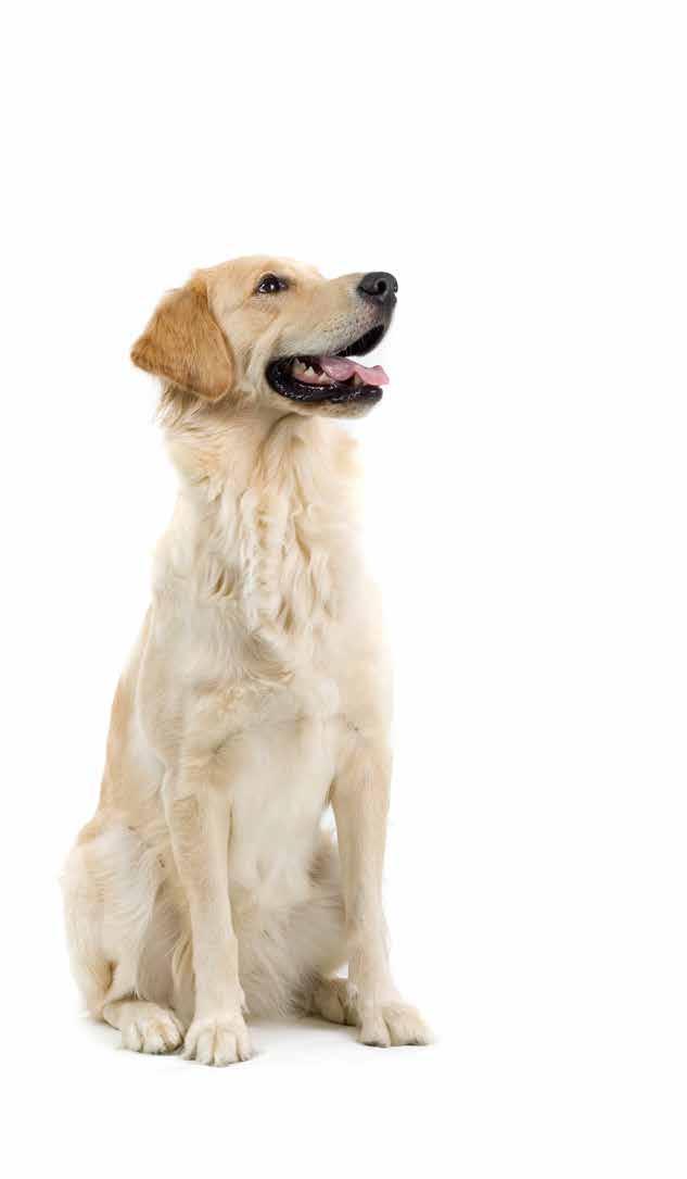 01 T 177 Tabliczki PetScribe 83 Thundershirt Kamizelka antystresowa 57 Torba transportowa BUSTER 63 Transportery 59-63 Trymer hakowy BUSTER 7 Trymer Wella 26 U United Pets Bon Ton Nano Pojemniki na