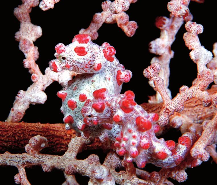 Para koników morskich (ang. Pygmy Seahorse). Te malutkie (ok. 1 cm) stworzenia spotykaliśmy bardzo często, ich znalezienie wymagało tylko odrobiny cierpliwości i wprawnego oka. Rekin wielorybi (ang.