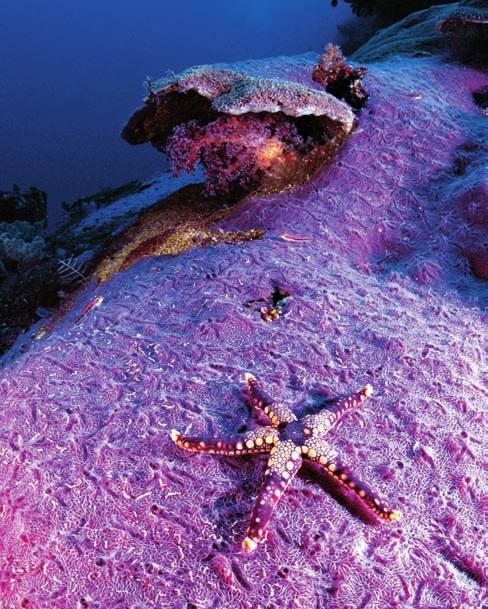 Rozgwiazdy (ang. Starfish) spotykaliśmy w najdziwniejszych miejscach. Wakatobi pełne jest tych przepięknych stworzeń. ska nazwa jest lekko myląca, bo faktycznie mają one zielonkawy kolor.