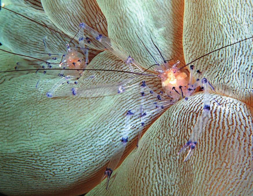 para krewetek (ang. Bubble Coral Shripm) to częsty widok na rafach Wakatobi Schemat dnia na pokładzie liveaboardu jest praktycznie taki sam, niezależnie od łodzi czy rejonu.