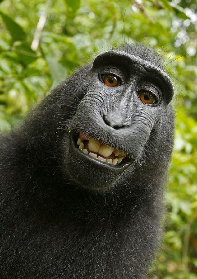 David Slater?