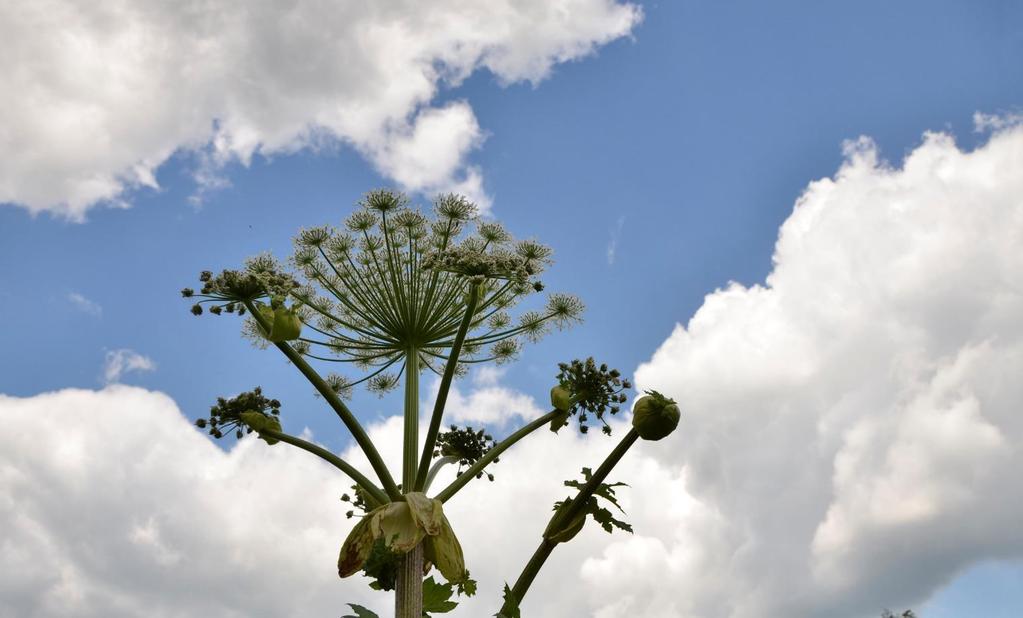Heracleum sosnovskyi MANDEN.
