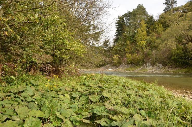 kontynentalnej) (Wisłok Wielki, Czaszyn) 6510 Nizinne łąki kośne (Alopecurus pratensis, Sanguisorba officinalis) (Płonna, Czaszyn, Wola Sękowa) 91E0 * Lasy aluwialne z Alnus