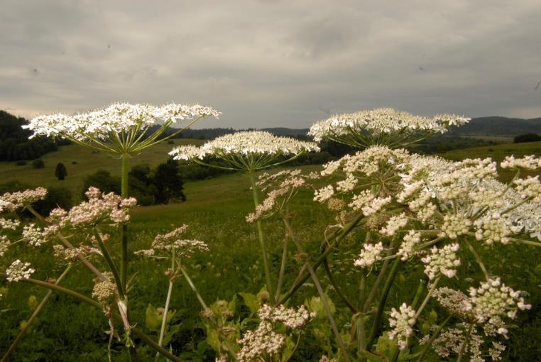 Są dwa barszcze
